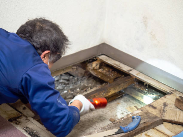 Best Water Damage Restoration  in Harrington Park, NJ