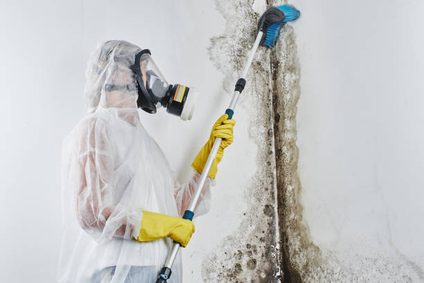 Best Certified Mold Removal  in Harrington Park, NJ