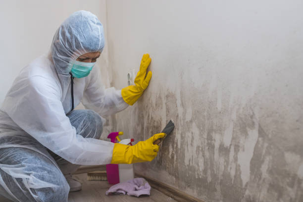 Best Local Mold Removal Service  in Harrington Park, NJ
