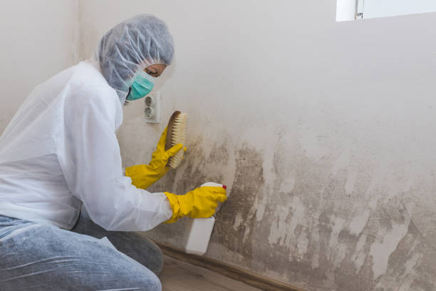 Best Mold Cleaning Services  in Harrington Park, NJ
