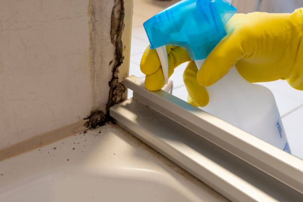 Mold Removal Process in Harrington Park, NJ