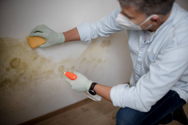 Best Fast Mold Removal  in Harrington Park, NJ