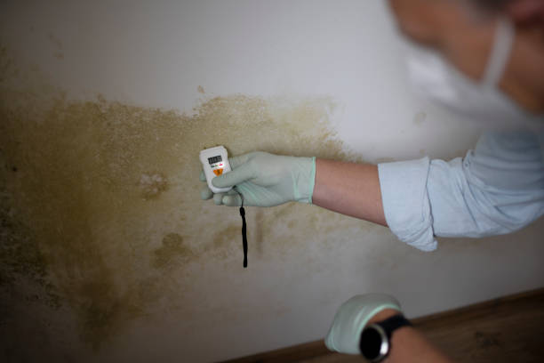 Best Office Mold Removal Services  in Harrington Park, NJ