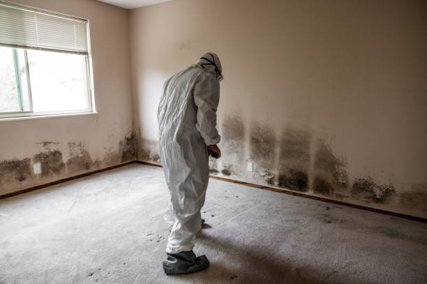 Trusted Harrington Park, NJ Mold Removal Experts