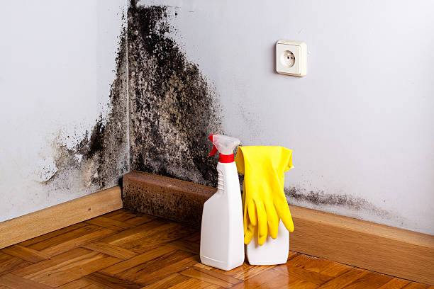 Certified Mold Removal in Harrington Park, NJ